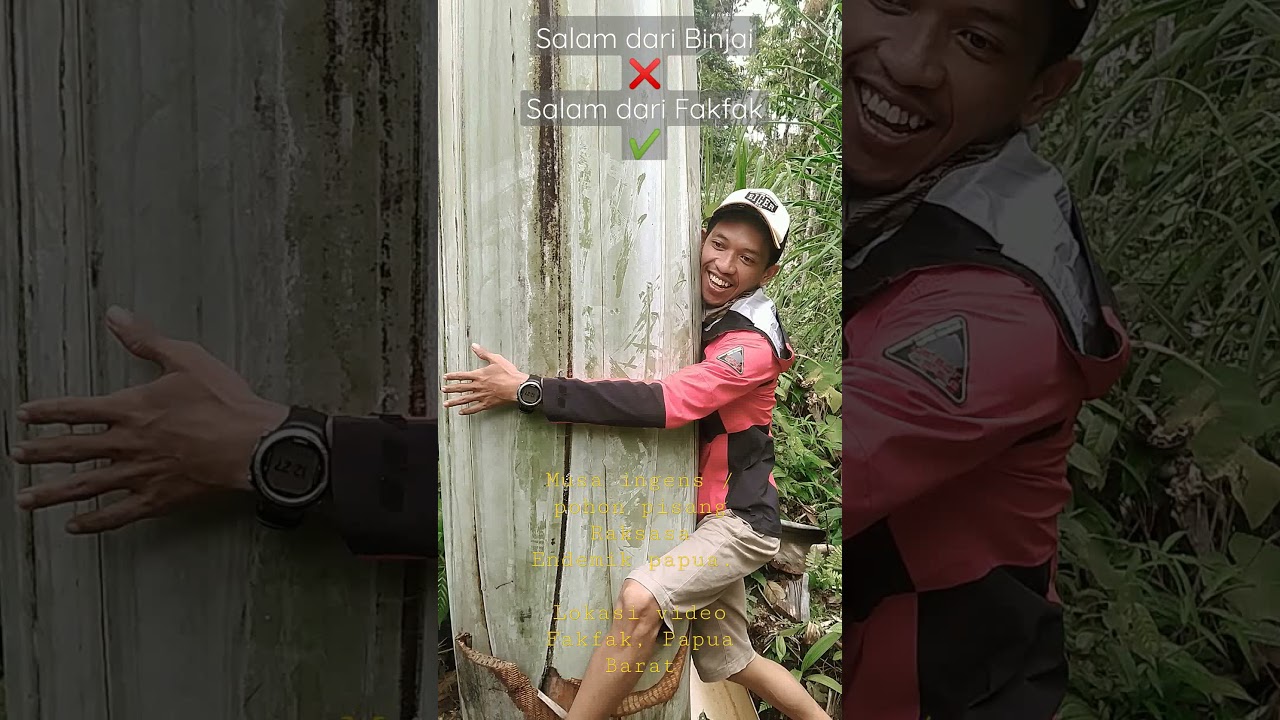 Salam dari fakfak bukan Binjai. pohon pisang raksasa (Musa ingens)