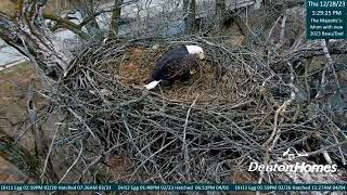 Denton Homes Iowa Eagles - Mom & New Mate Nest Work! 12.28.23 1 by sperantaexista1 126 views 6 days ago 27 minutes