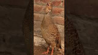 Teetar Ki Khubsurat Awaz | Grey Francolin Natural Calling Sound 🌾 bird sound
