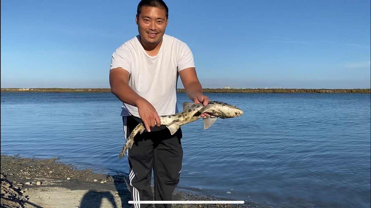 Leopard Shark Shore Fishing YouTube