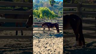 I love how this pony comes when I call her ❤️🐴