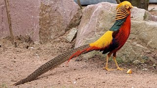 Pheasants Beautifully Coloured Birds