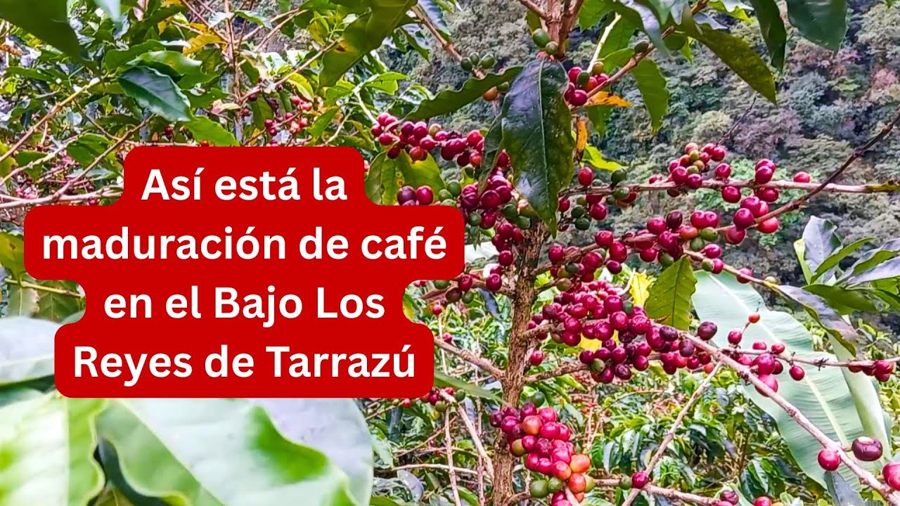 ¡Así se ve la primera gran maduración de cosecha de café en el Bajo Los Reyes de Tarrazú!