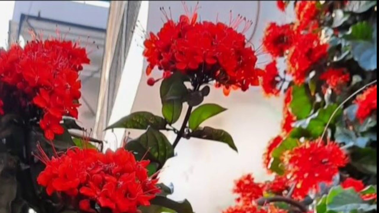 फ्लेमिंग ग्लोरी बेल/Flaming glory bower vine by cutting/Clerodendrum Splendens/Titbits of life.