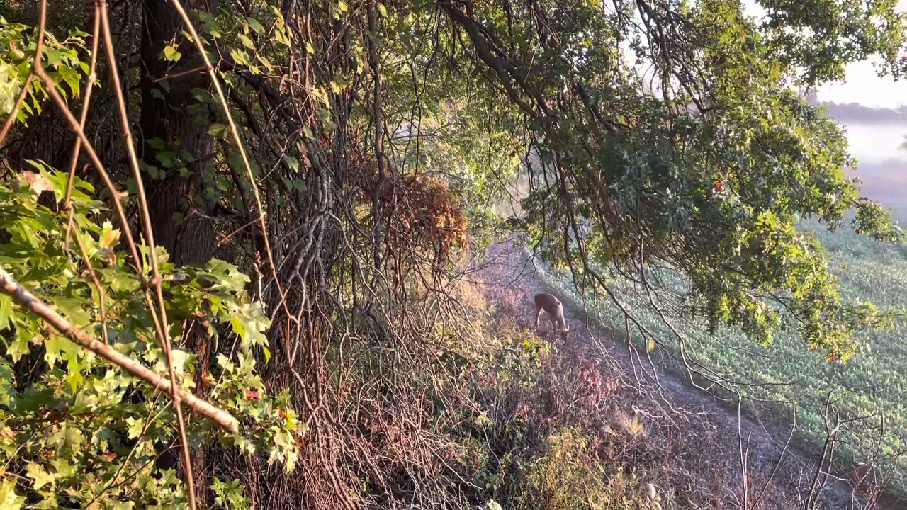 Early DEER season with BOW YouTube