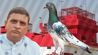 Ustad Sheikh Gulzar of Vinaya Gujranwala ki chat se pigeons shoq