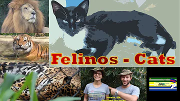 Qual é o feminino de felinos?