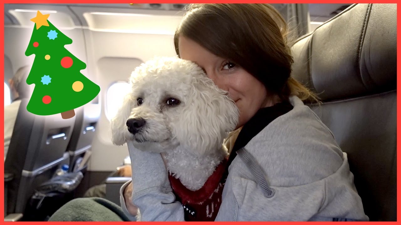 ДОМОЙ НА ПРАЗДНИКИ!