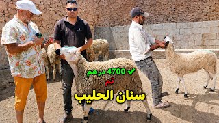 تمن الحولي الكوري المليح تم البيع من 4325  درهم 🤑 المشرا