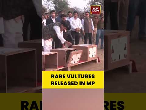 Rare Vultures Released In MP | CM Leads Wildlife Conservation Push #madhyapradesh
