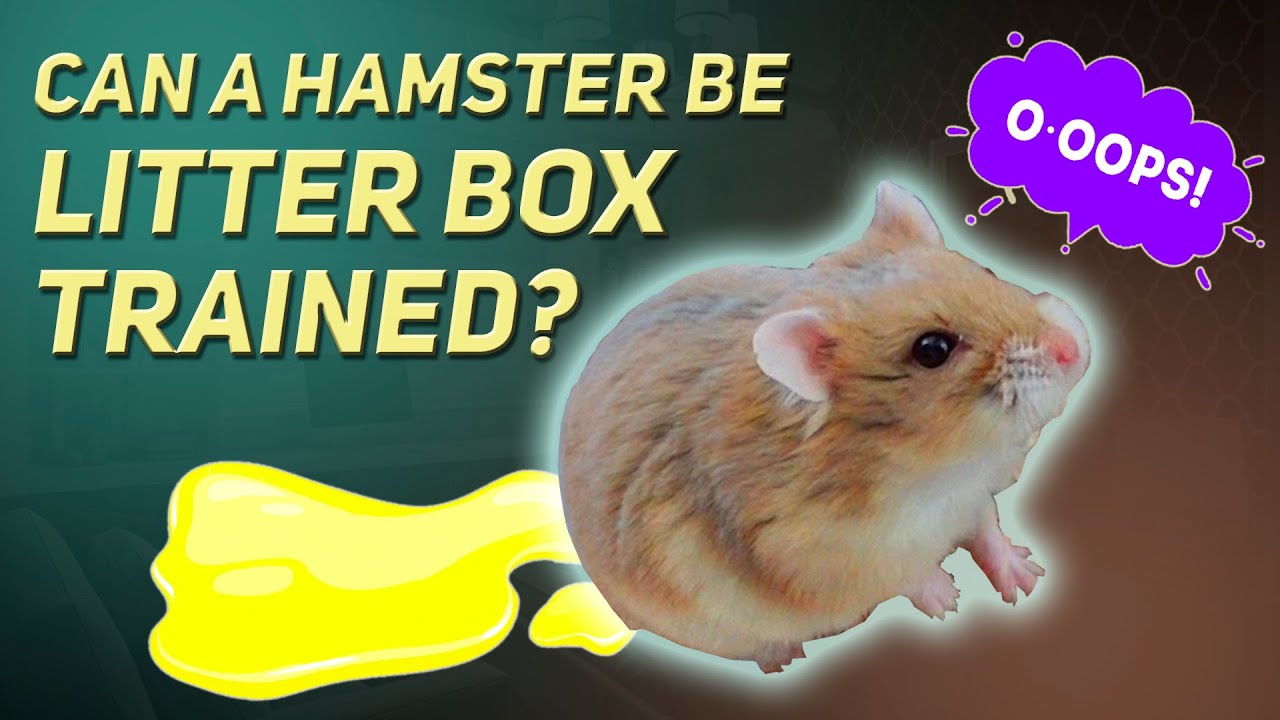 The Easiest Way To Train A Hamster To Use A Litter Box - YouTube