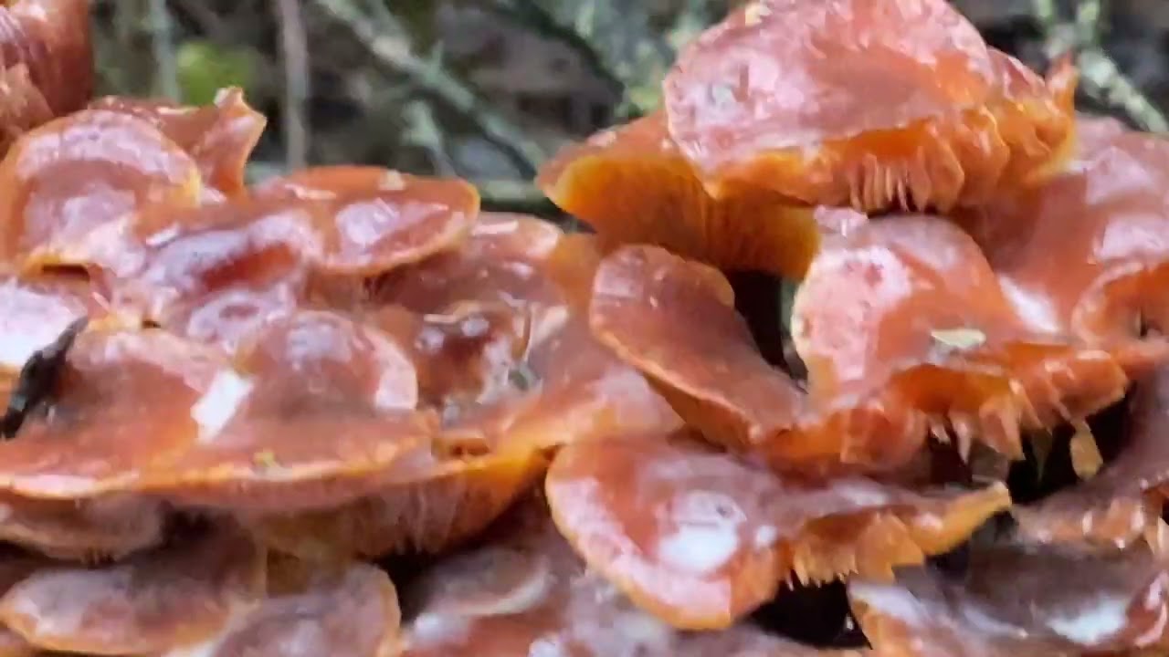 @ Фламуліна Гриб зимовий