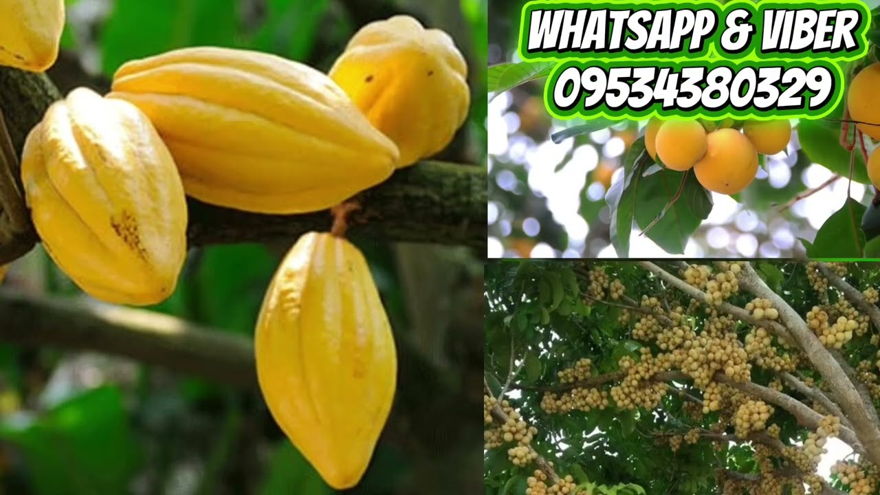 Farm lot for sale! V