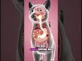 This Seems Normal But Inside It’s Not #CatHealth #CatBehavior #PetCare #CatFacts #AnimalShorts #Cats