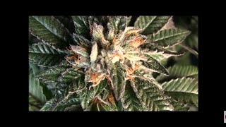 Bubba Kush Indoor Grow