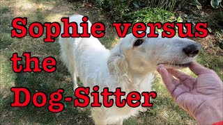 Borzoi in her backyard