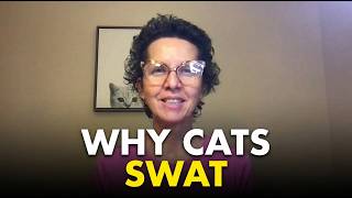 Why Your Cat Swats You (It's Not What You Think) 🐾💥