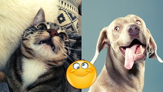 🤣 Cute and Funny Animal Videos Compilation 🤣 TOP Funny Animals Vines 2020 - Try not to laugh