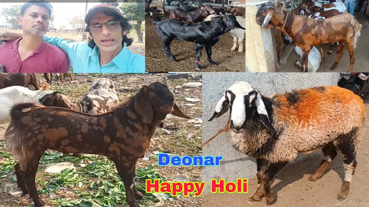 devnar #Bakra market#Sirohi #Sojat#Ajmera #Kota har masala aati Hai yahan#kabutar#labra