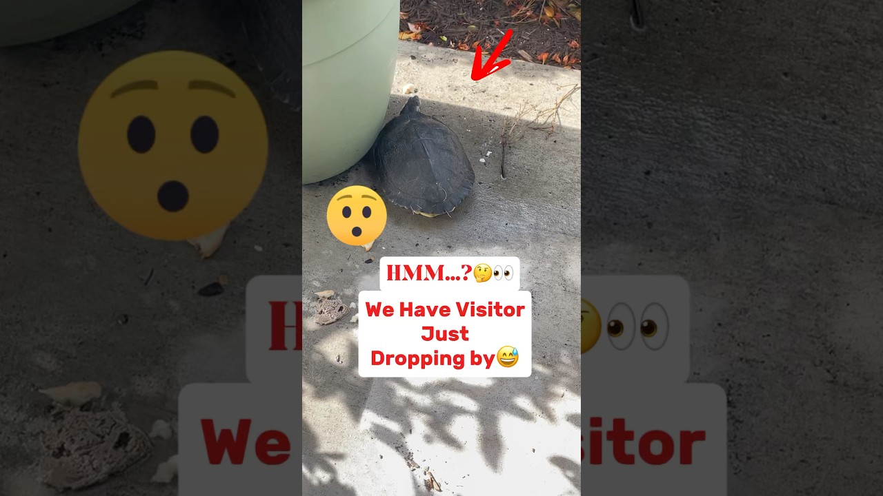 TURTLE VISITS😊