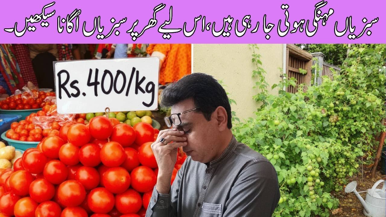 Tomato Prices Soared to 400 Rupees! | My Winter Vegetable Garden Update