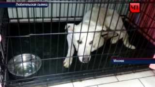 Владелец сбежавшей собаки намерен судиться с ветеринарной клиникой
