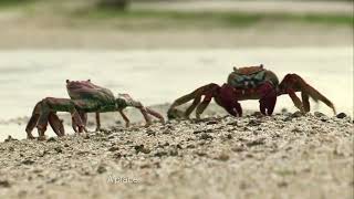 Life on the Edge. Episode 1. The World Between the Tides