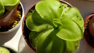 Жирянка (Pinguicula). Содержание и уход. Насекомоядное растение.Хищник.