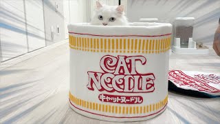 カップヌードルの中から猫が出てきました...