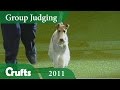 Wire Fox Terrier wins the Terrier Group Judging at Crufts 2011 | Crufts Dog Show