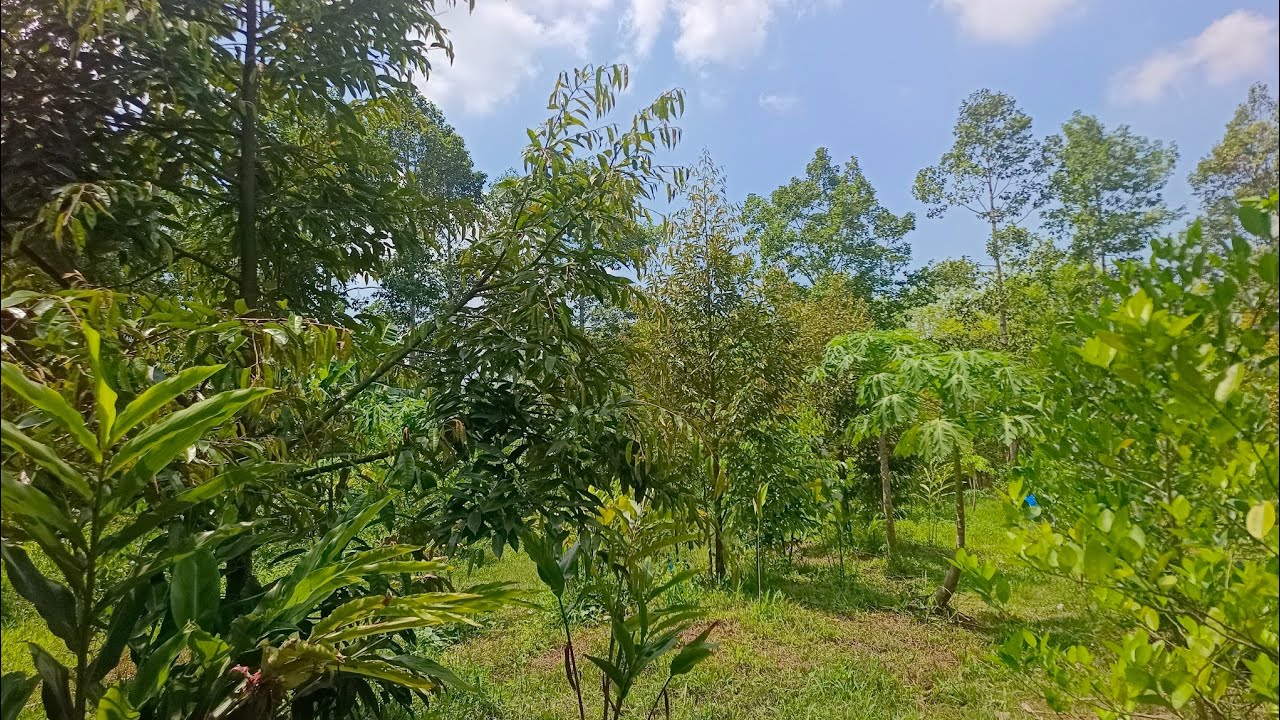 ทุเรียนพี่กบ มีลูกเหลือไหม !!