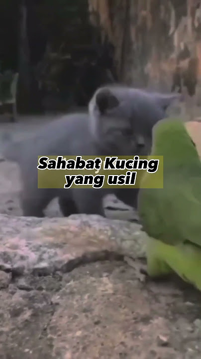 Lucu !! Burung usil banget sama Kucing #shorts #lucu #ketawa #burung #kicaumania  #pecintakucing