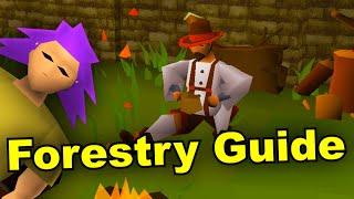 Everything You Need to Know about Forestry (Part 1 Guide)