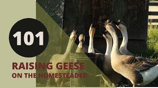 Why We Raise Geese on the Homestead