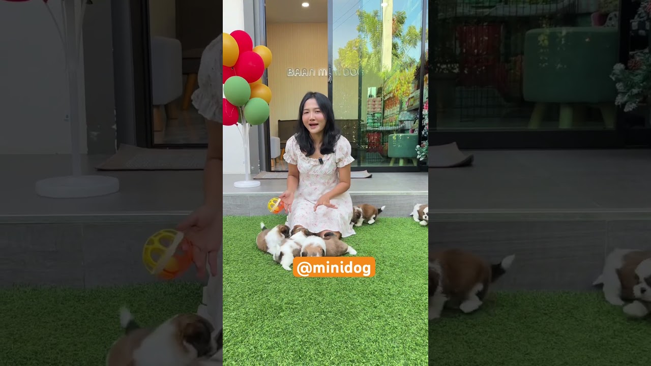 บ้านมินิด็อก กรุงเทพ สายไหม 