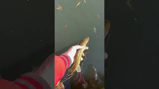 Chain Pickerel Release(aka - Rocket Pickle). #pickerel #catchandrelease #explorishingadventures