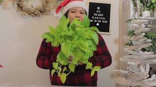 NEON POTHOS | DAY 24 OF 24 DAYS OF PLANTMAS