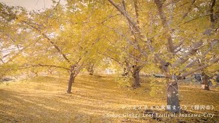 そぶえイチョウ黄葉まつり Sobue Ginkgo Leaf Festival