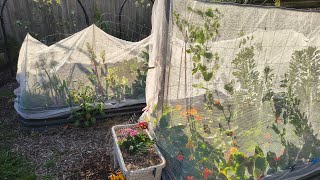 Come and See My Organic Garden in Melbourne, Early Spring Garden Tour 2026 - Reverse Homesteading