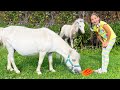 София кормит Лошадей и Пони на ферме!  Видео для Детей про Животных!