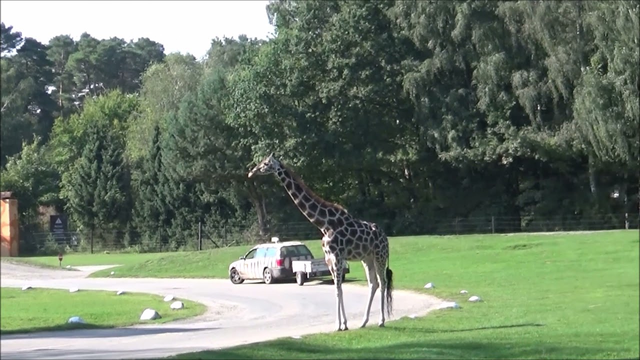 Video Serengeti Park Hodenhagen Tour 1 Der Safari Express und Tour 2VIP  Jeep  Safari