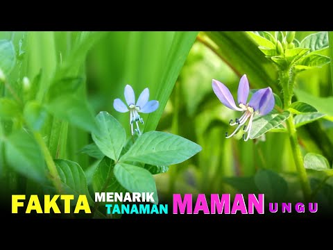 Video: Apakah cleome bunga potong yang bagus?