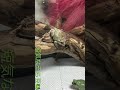 エサやり終了後のまったりカエル空間 /【Relaxing tree frogs after feeding】 #Shorts