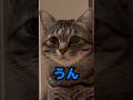 保護猫と会話！「うん」が可愛すぎた#猫 #保護猫