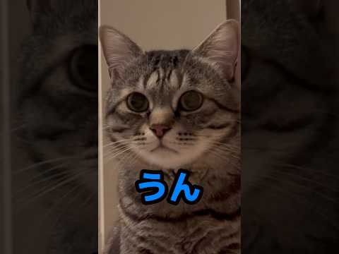 保護猫と会話！「うん」が可愛すぎた#猫 #保護猫
