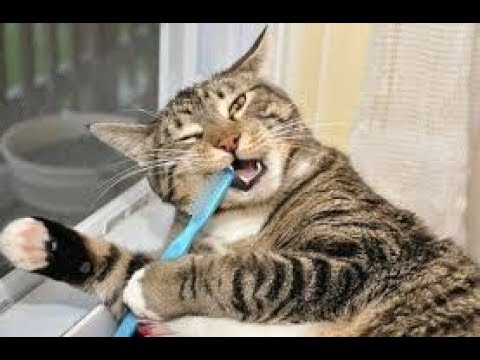 TRY NOT TO LIE US that you DIDNT LAUGH AT THESE - Awesome CATS, DOGS and much more!