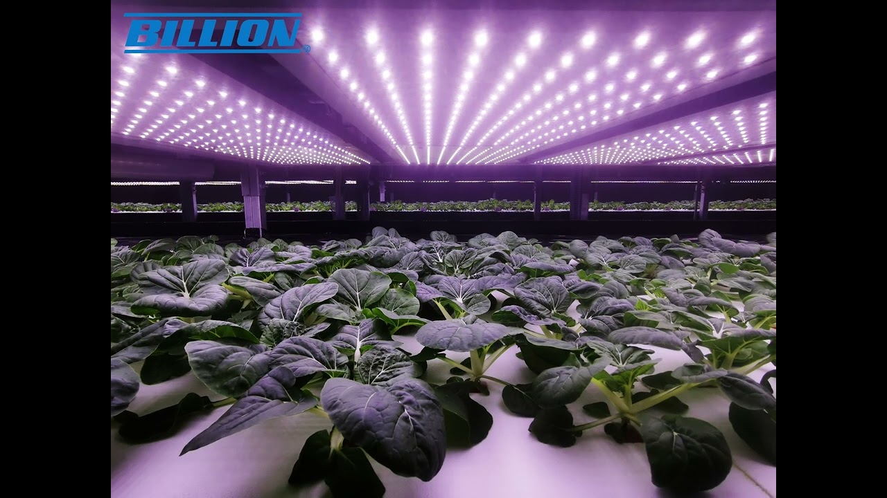🌟 How Does LED GROW LIGHTING Transform Chinese Cabbage Growth? 🌱