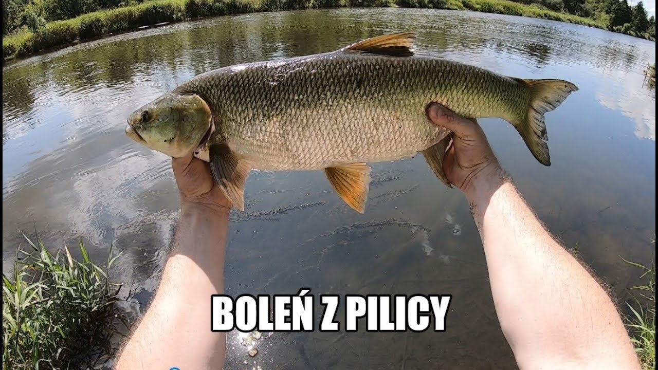 Rzeka Pilica Boleń / odc. 3