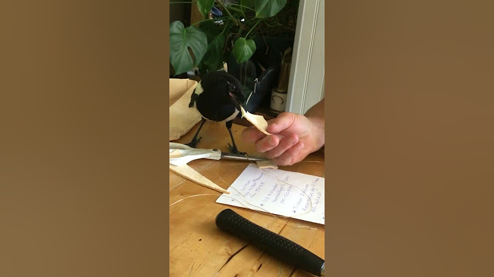 My magpie turbo flying away with a piece of leather
