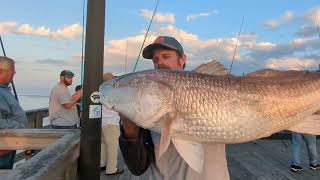 Big Bull Red Drums..One After Another.. Avon Pier Cape Hatteras.....!!! Net Worth
